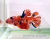 Plakat koi betta male