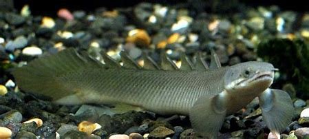 cuviers bichir
