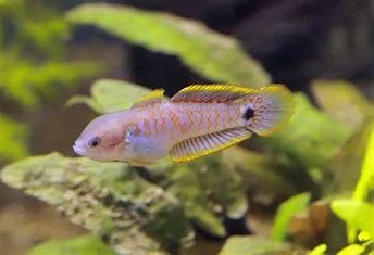 Peacock goby