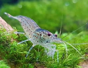 Amano shrimp