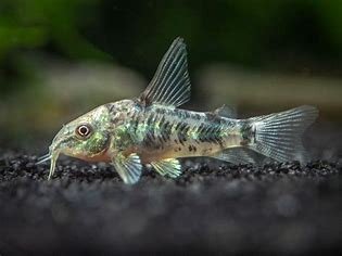 Peppered corydorus