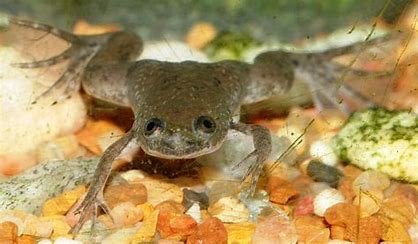 African dwarf frog