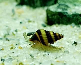 Asassin snail