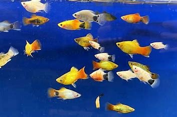 Assorted platys
