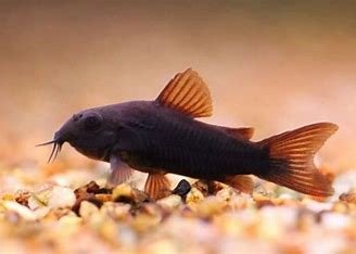 Black Venezuelan corydorus
