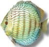 Blue turquoise discus 4-5cm