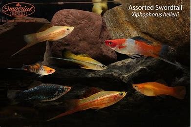 Assorted swordtails