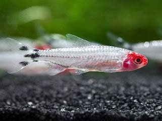 Rummynose tetra