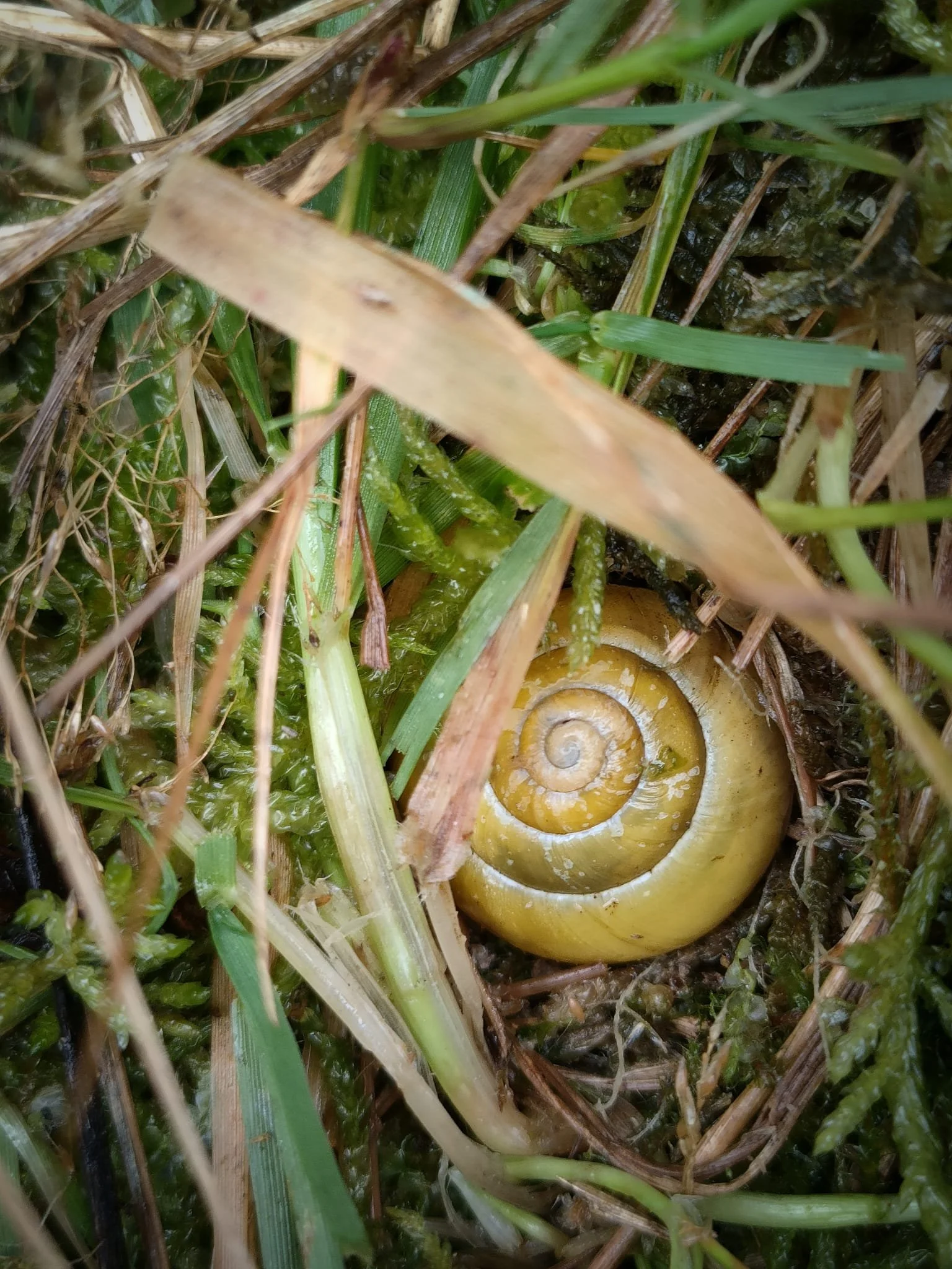 Yellow Rattle & ReWild Wicklow — microWild