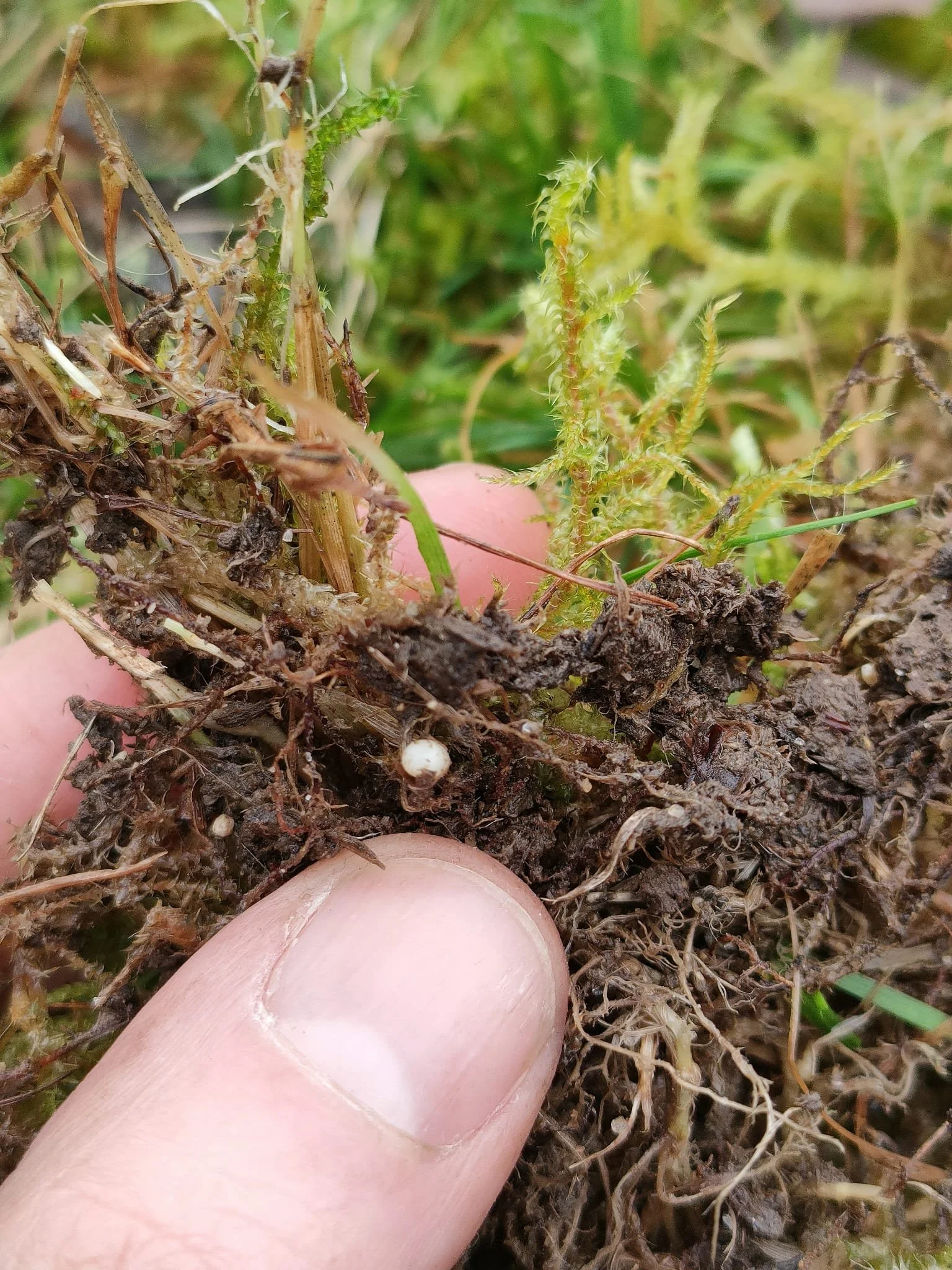 Yellow Rattle & ReWild Wicklow — microWild