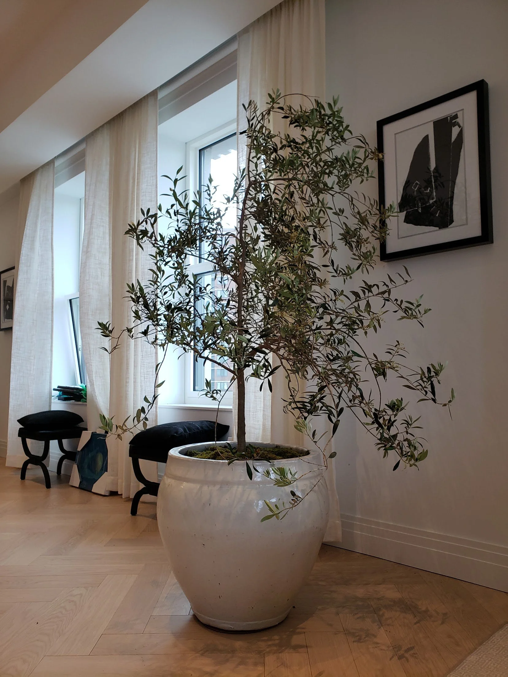 Topiary Plants