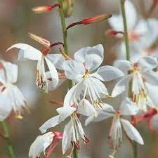 Gaura lindheimeri .jpeg