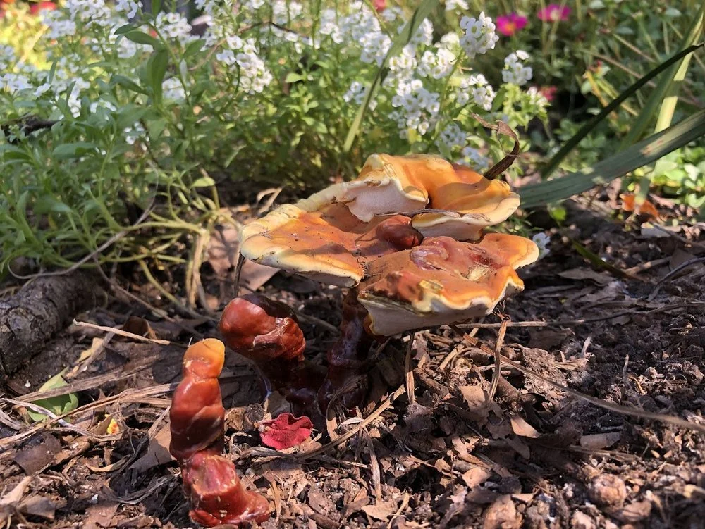 fungus+whimscapes+stump+garden.jpg