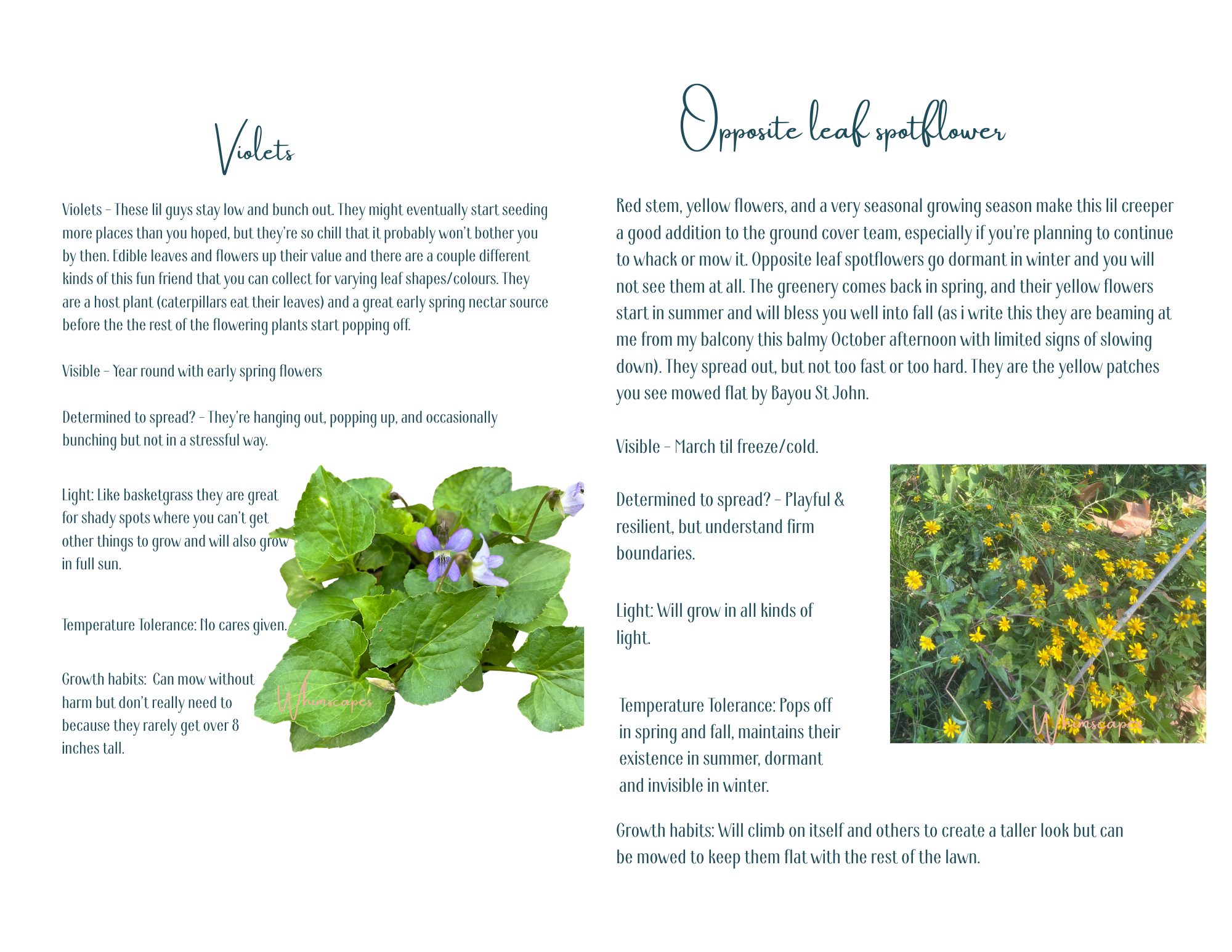 Whimscapes loves Violets in shady yards