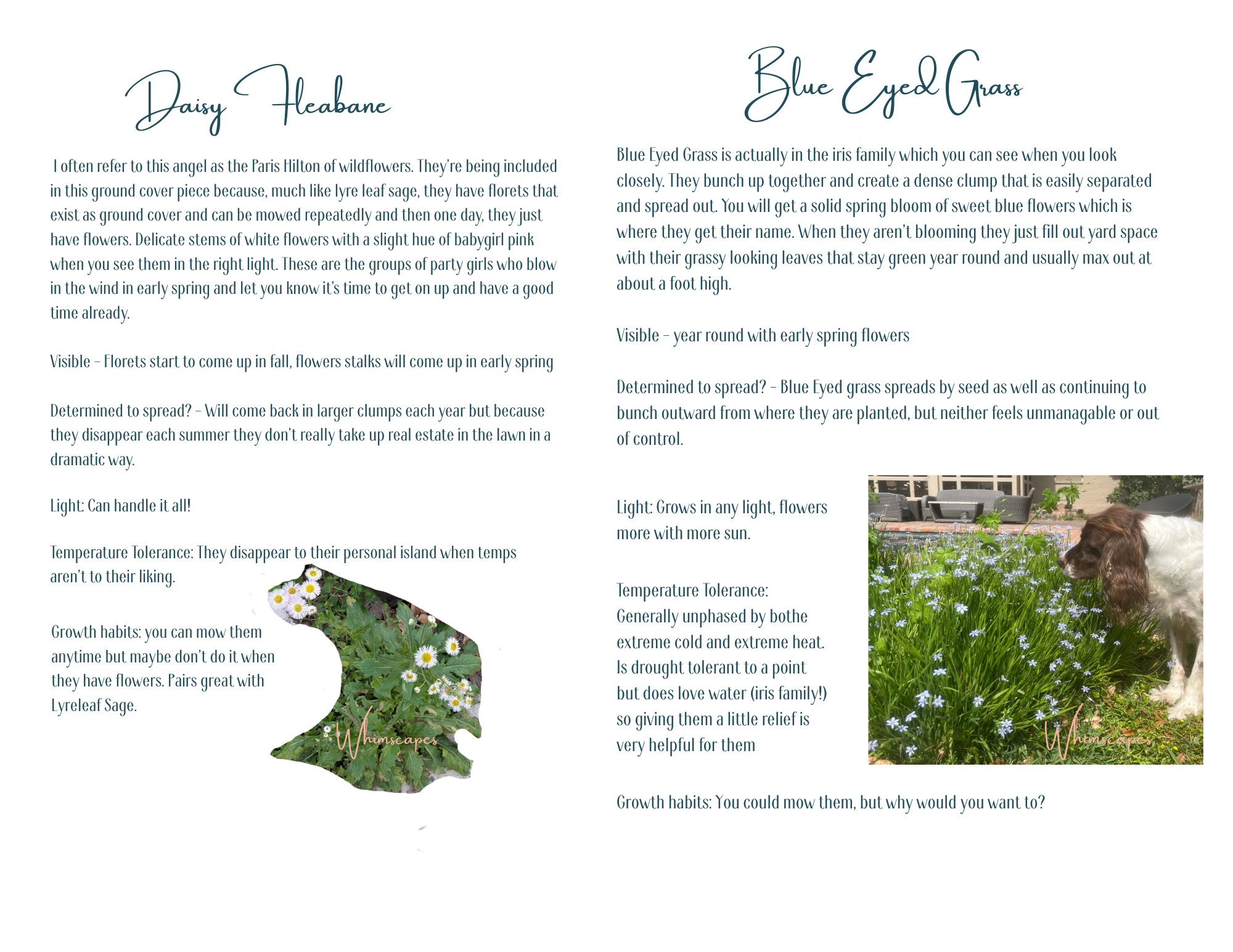 Macy (Whimscapes' beloved doggo) sniffs this Blue Eyed grass