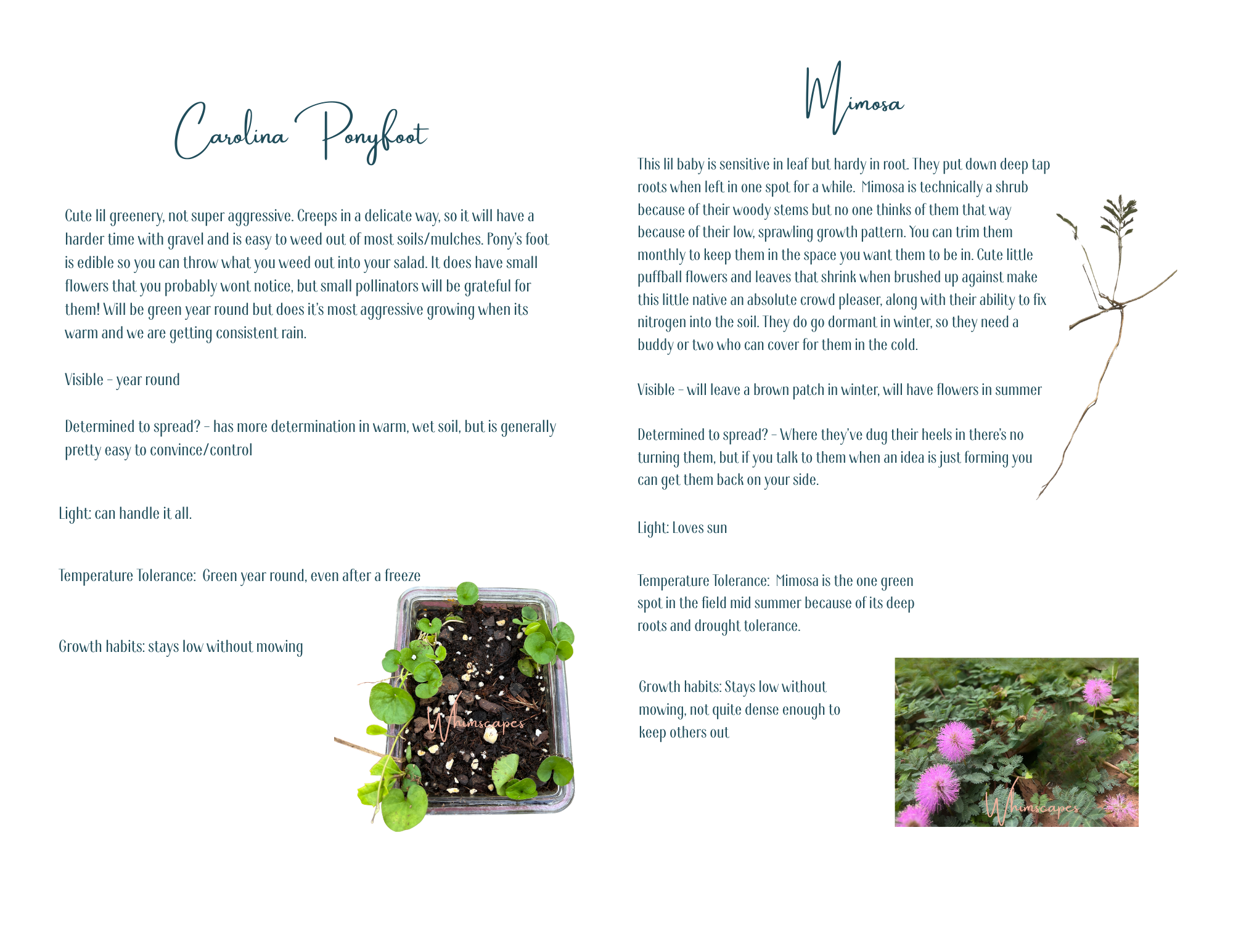 Whimscapes recommends these plants for sunny lawn replacements