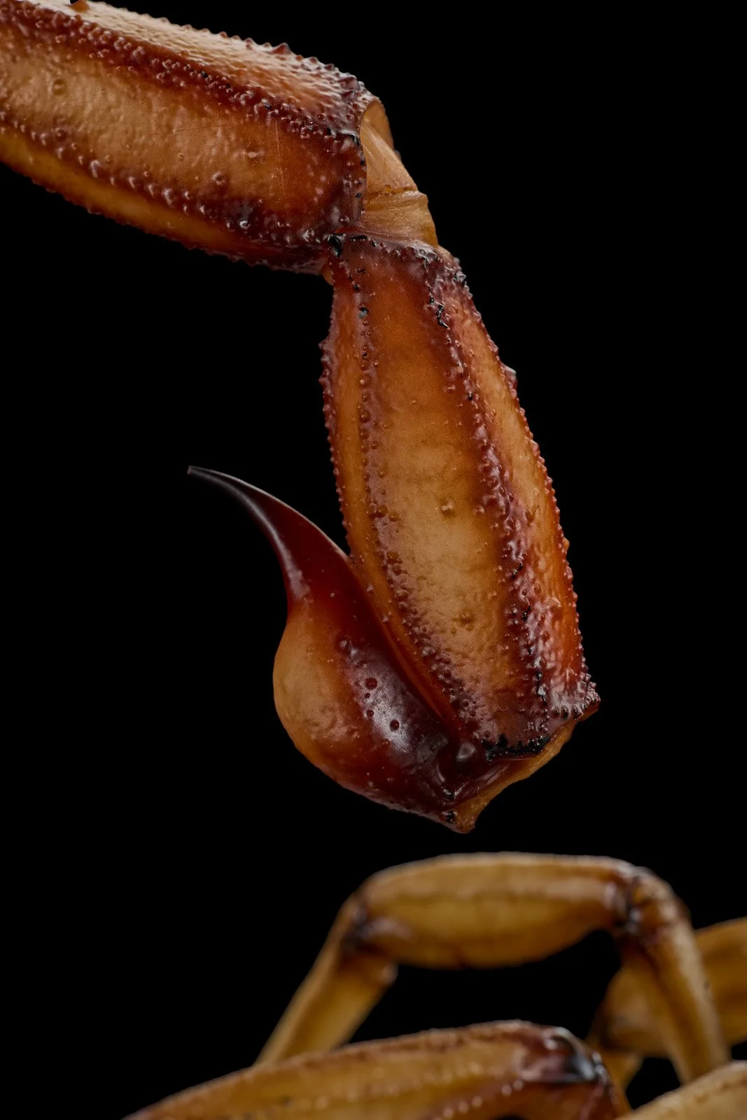 Big Scorpio 3009.jpg