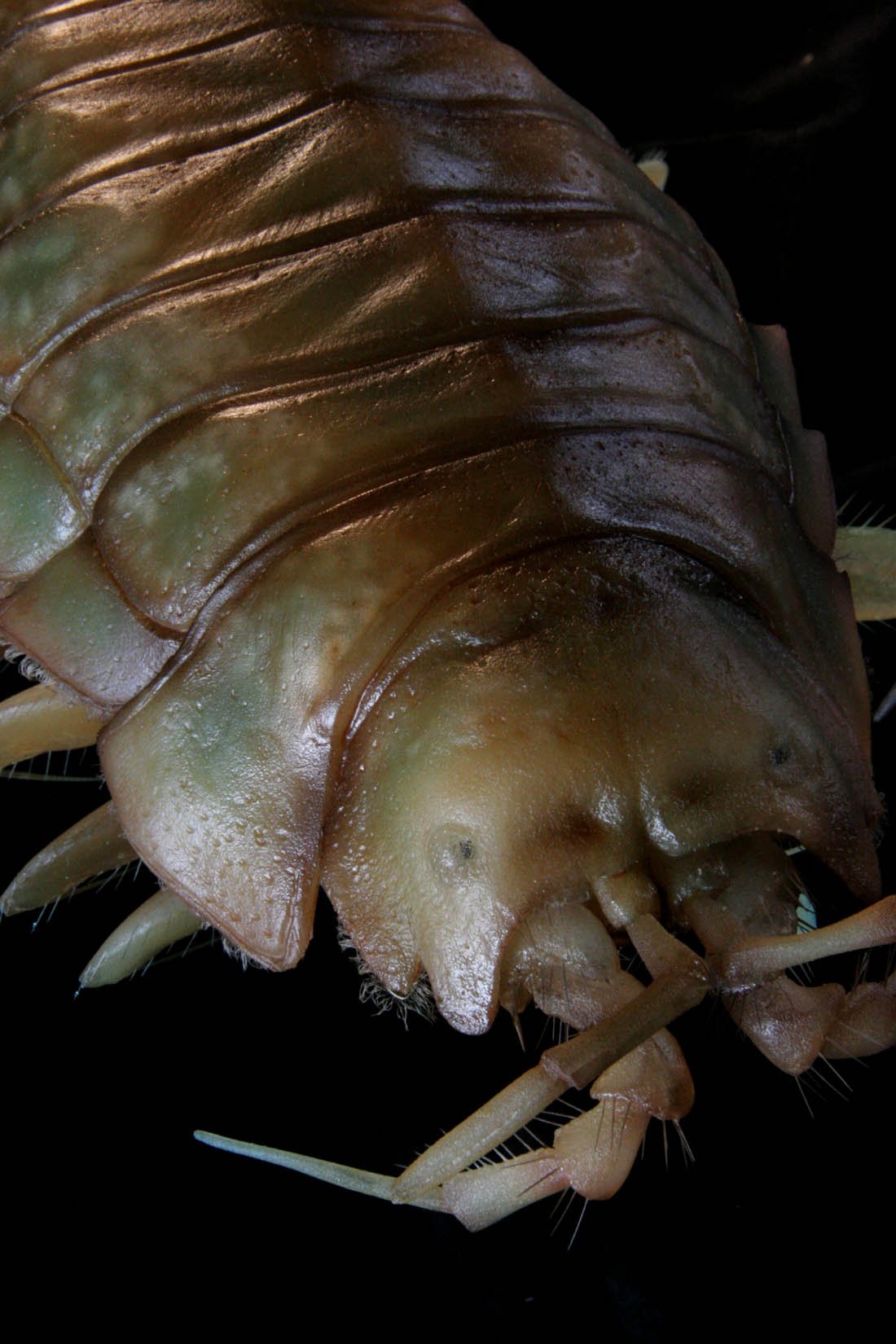 10tons-scientific-Saduria_entomon-2.jpg