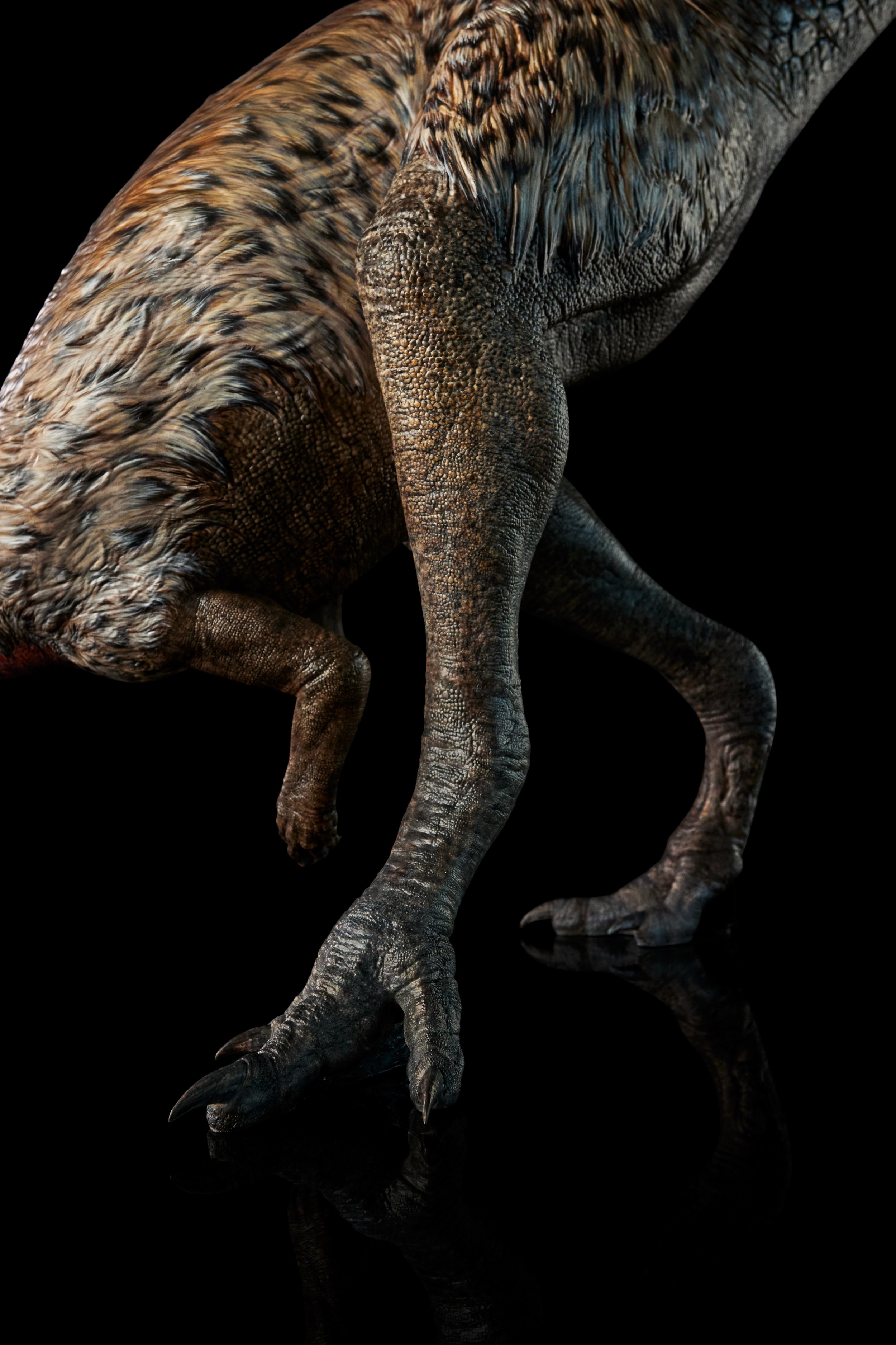 Nanosaurus sp.