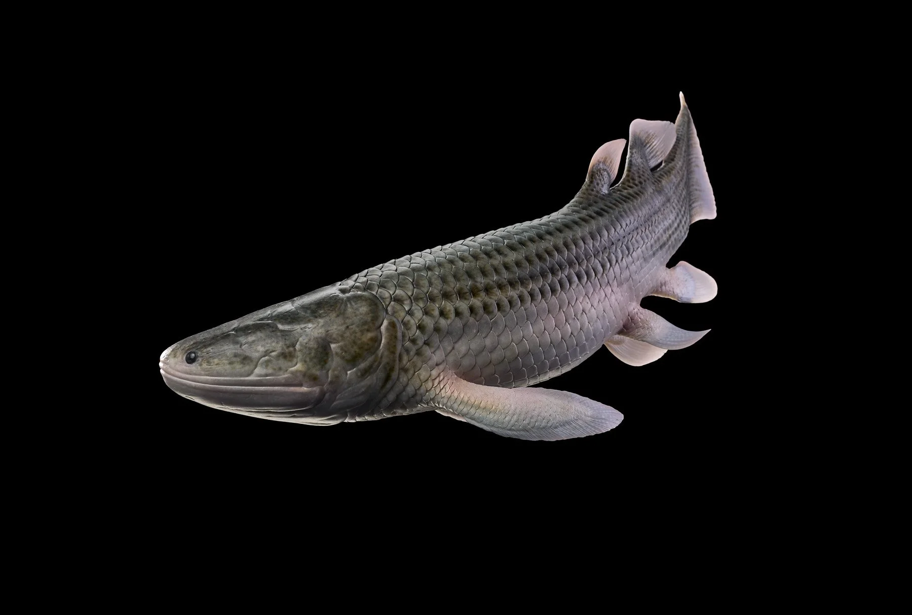 Fisk-jävel, giant seaskorpio + leather spider 3877.jpg