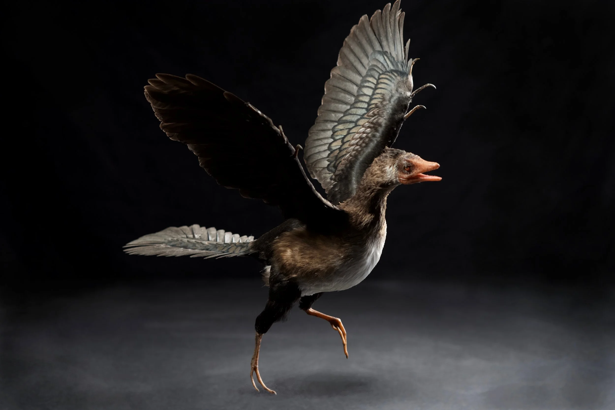 archaeopteryx 4.jpg