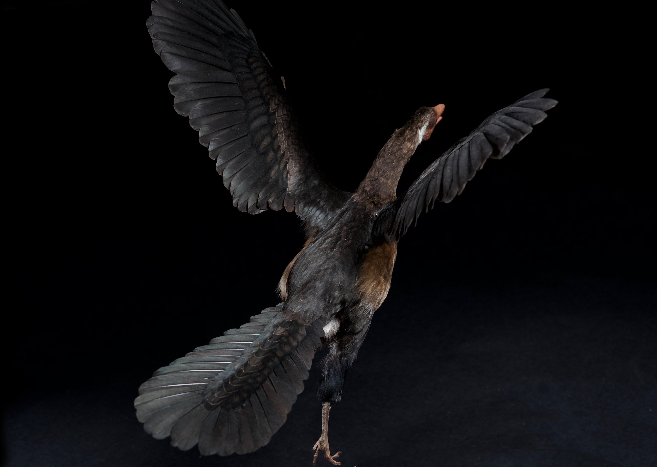 archaeopteryx 2.jpg