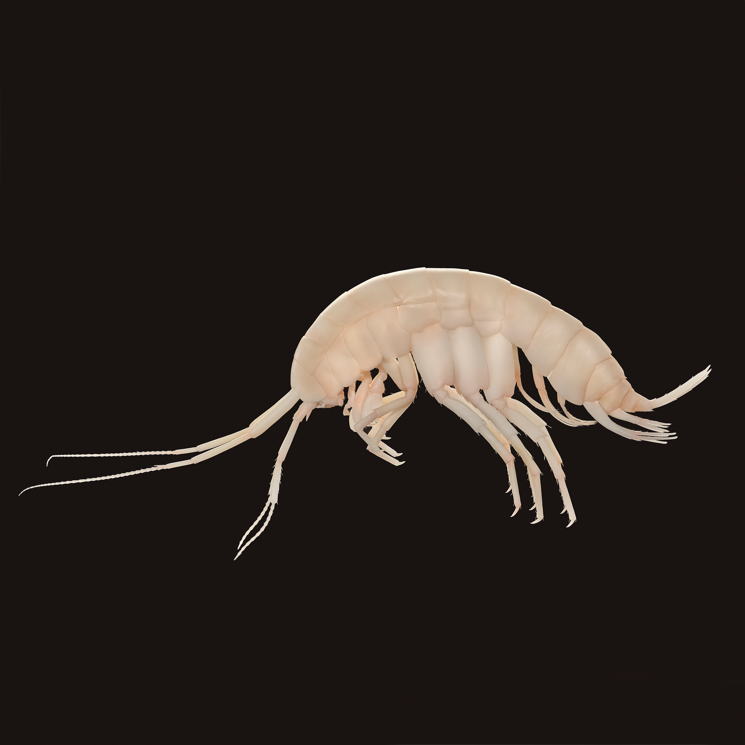 Exitomelita sigynae