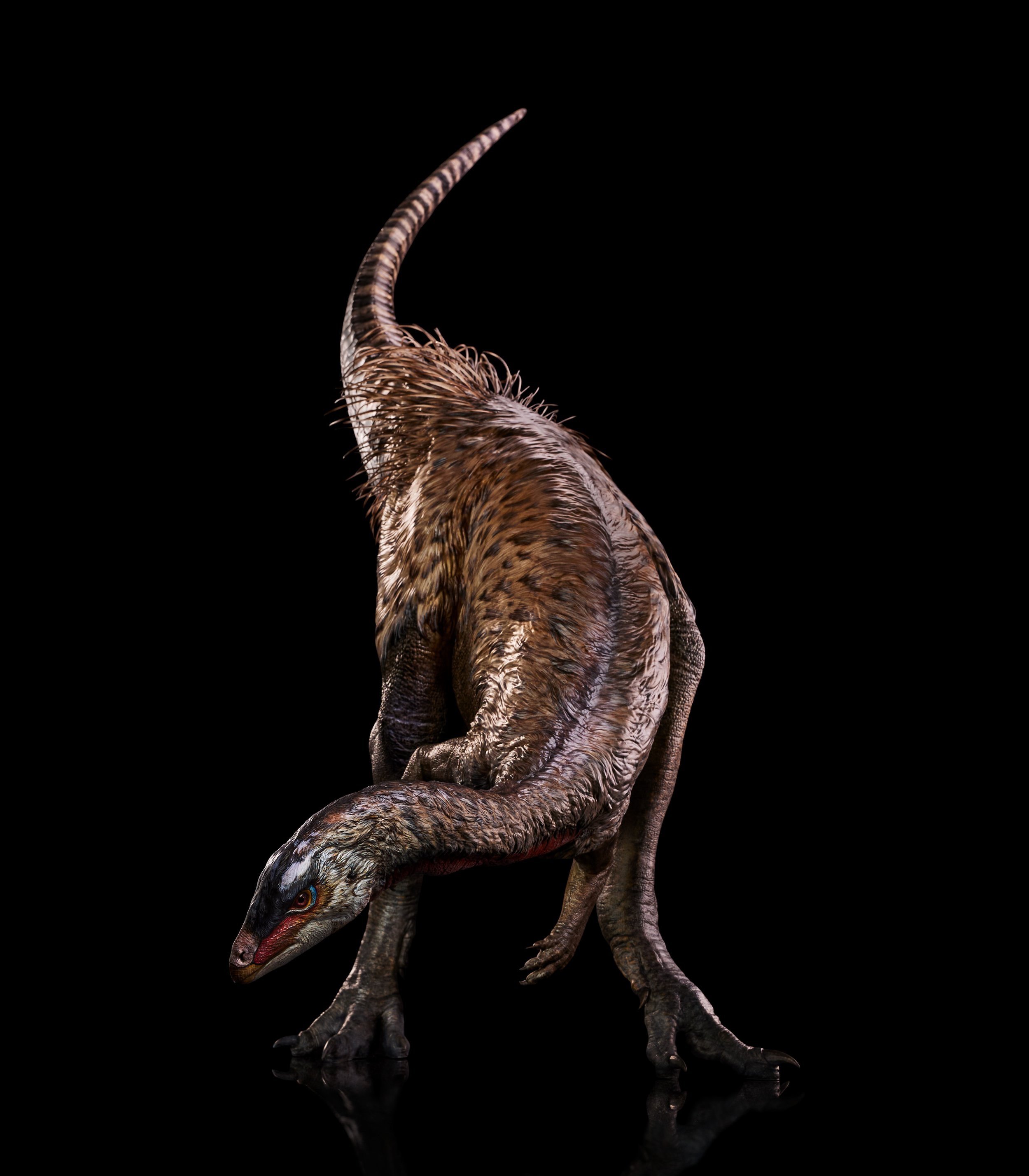 Nanosaurus sp.