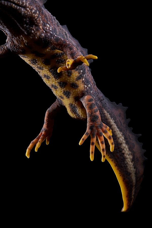 10 tons_scientific_salamander_triturus cristatus_Natural History Museum Bergen Norway_23.jpg