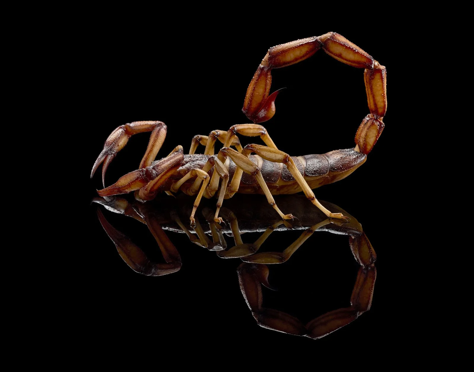 Big Scorpio 2964.jpg