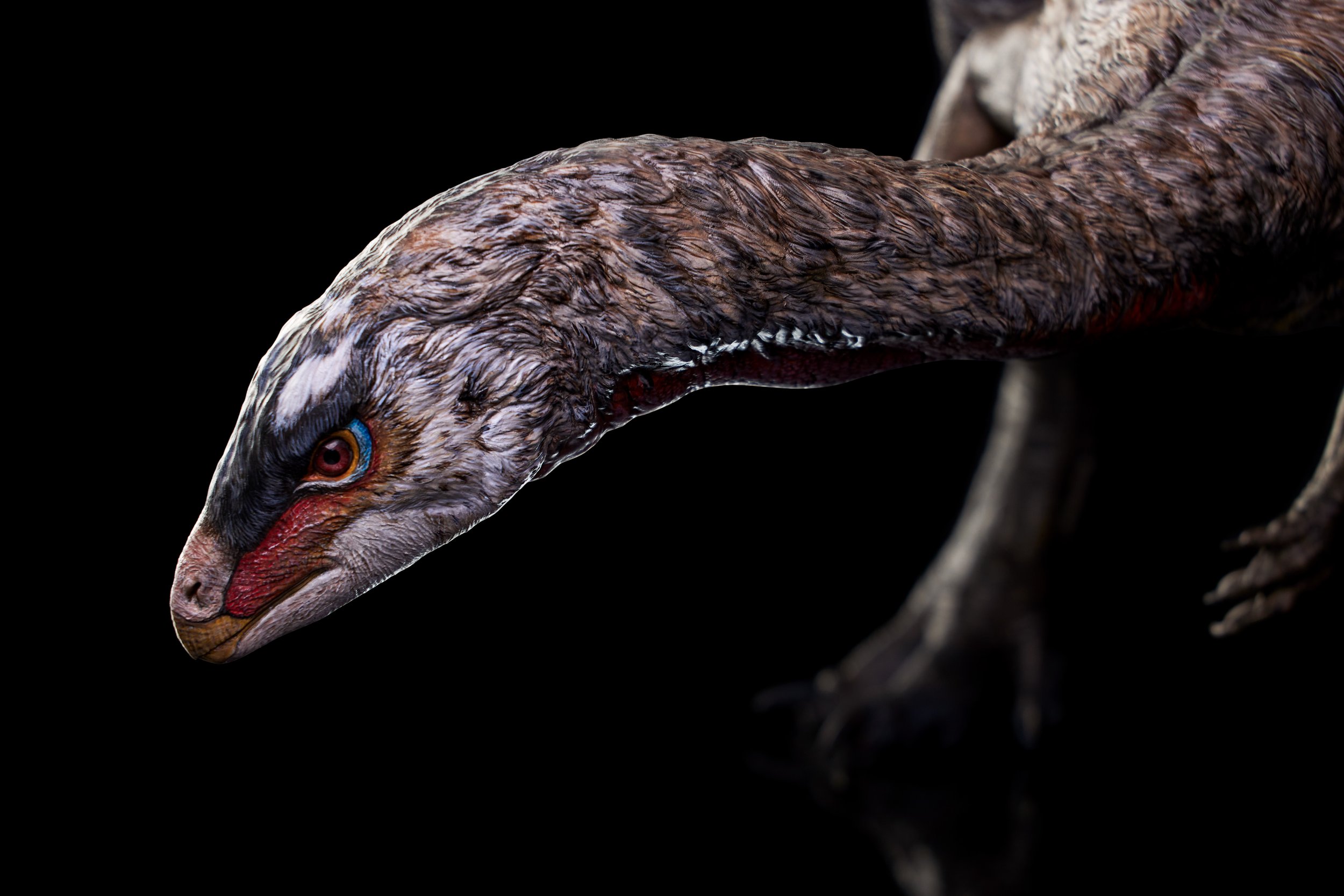 Nanosaurus sp.