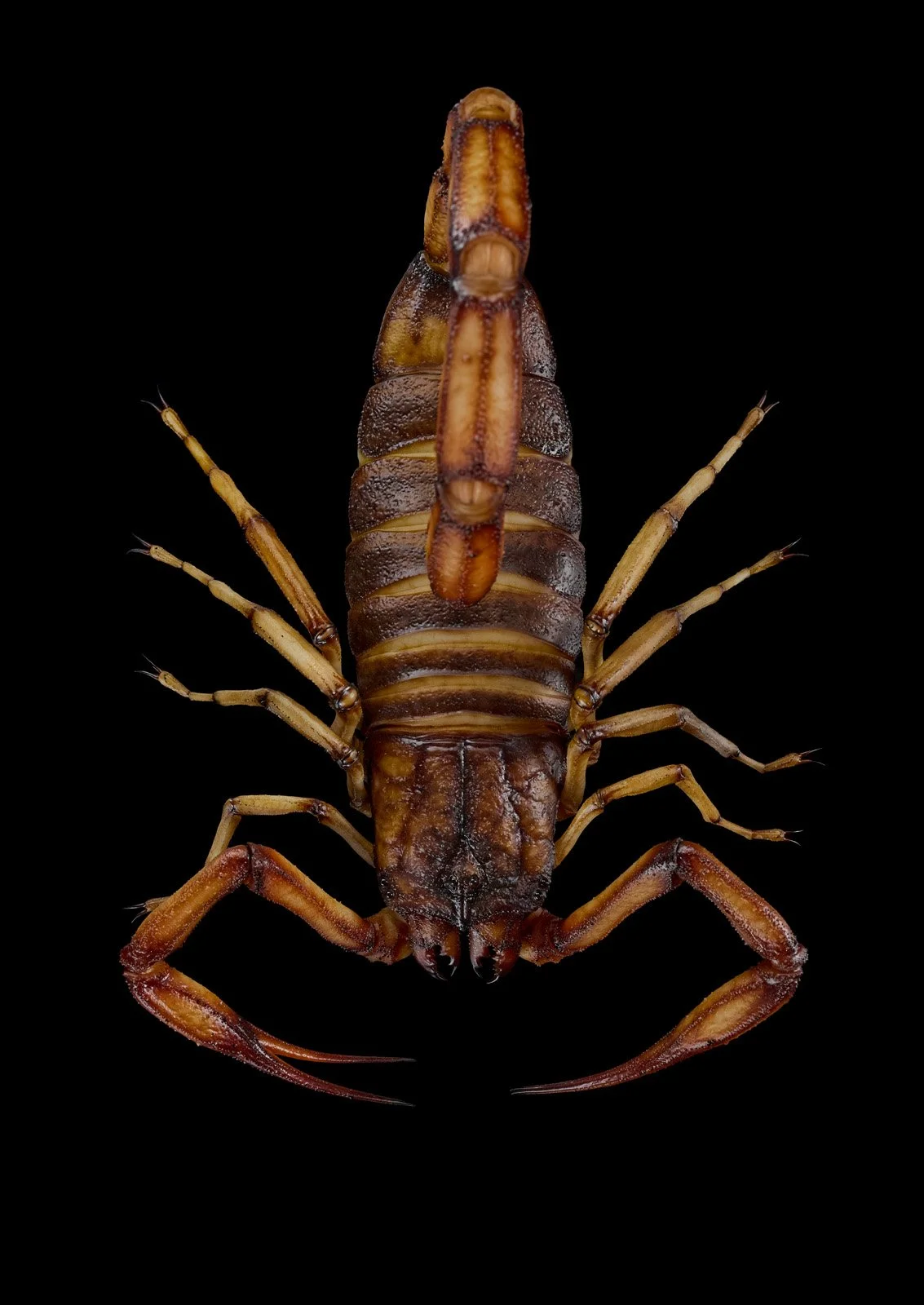 Big Scorpio 2984.jpg