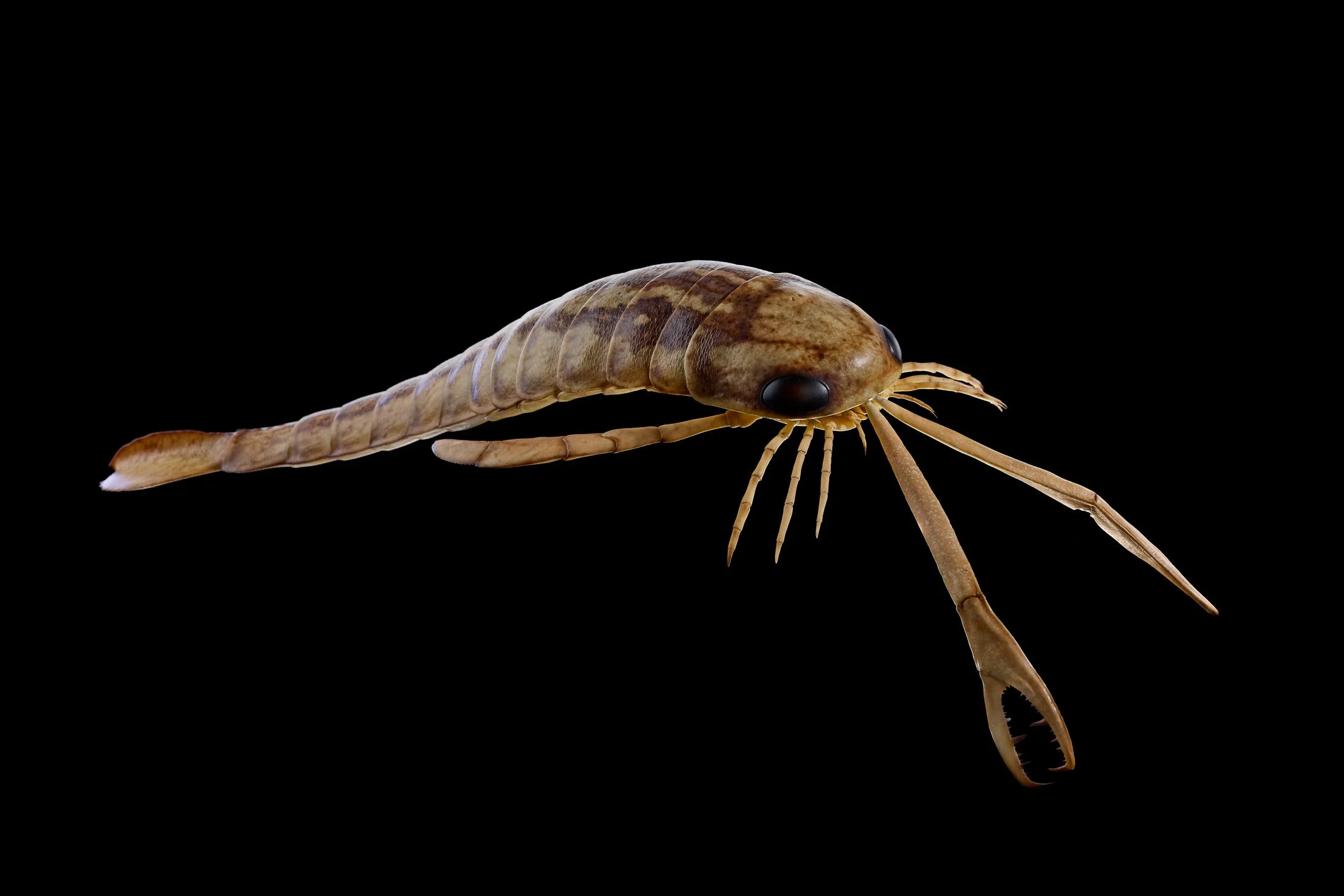 Composite II Seascorpio 0249 flat.jpg