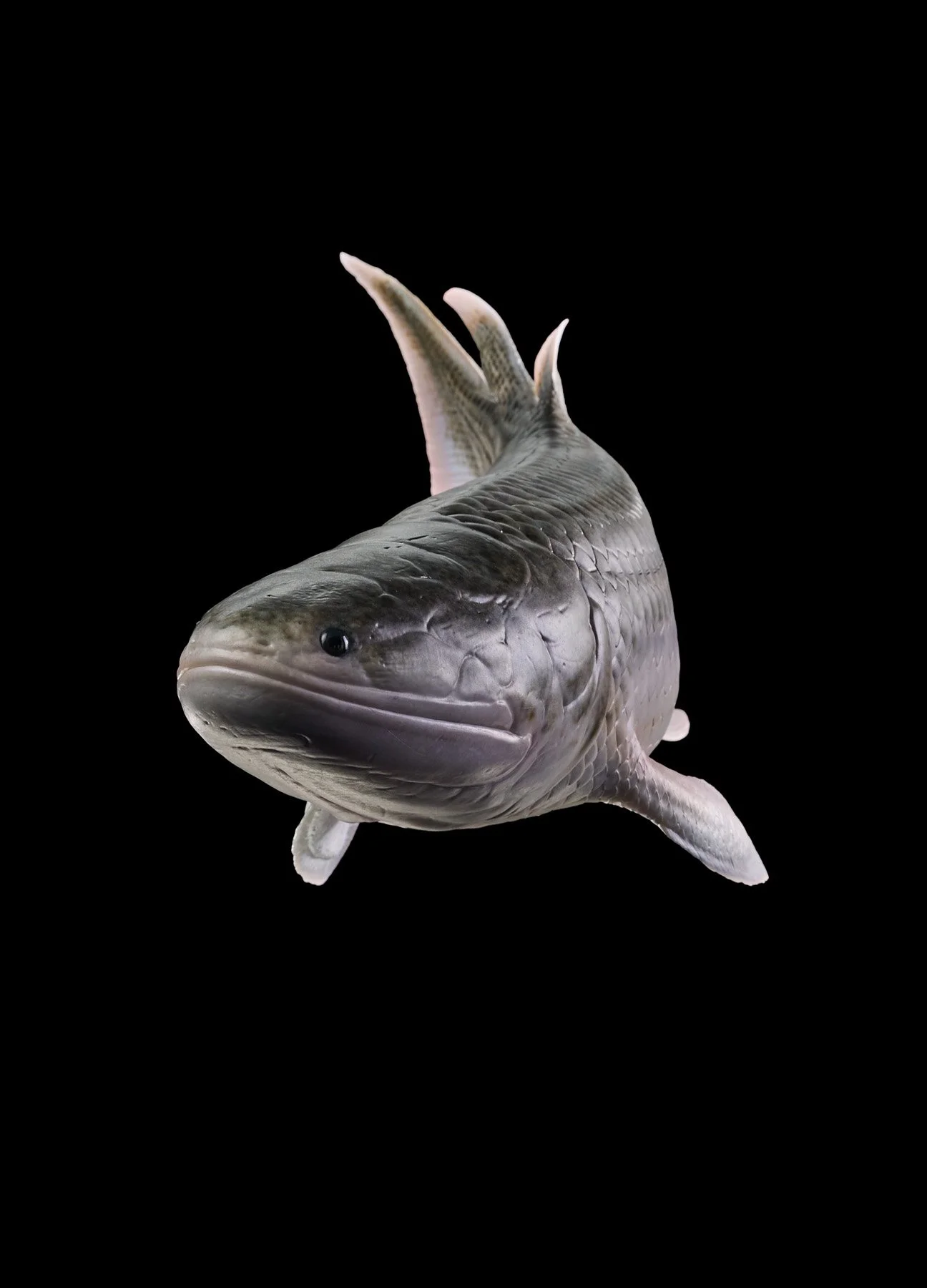 Fisk-jävel, giant seaskorpio + leather spider 3974.jpg