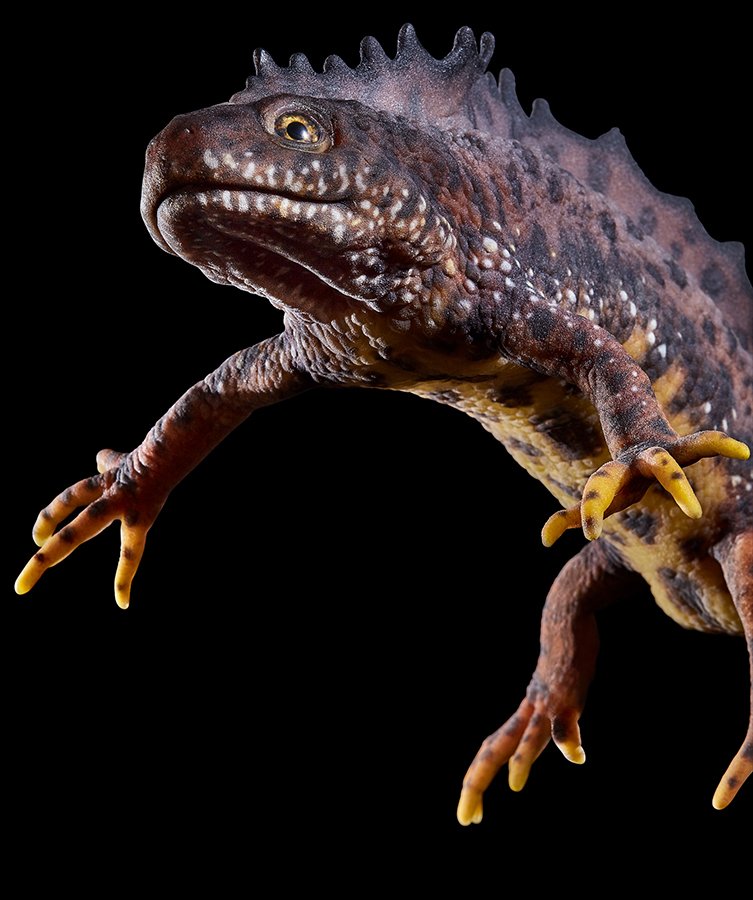 10 tons_scientific_salamander_triturus cristatus_Natural History Museum Bergen Norway_22.jpg