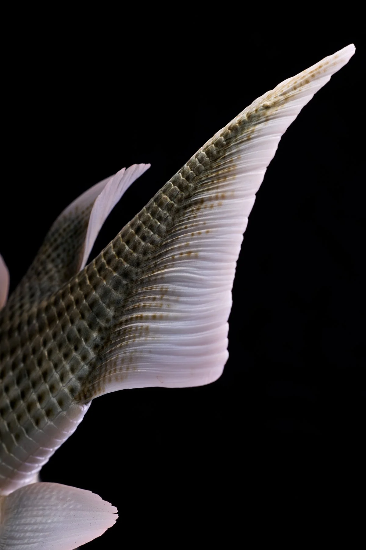 Fisk-jävel, giant seaskorpio + leather spider 4025.jpg