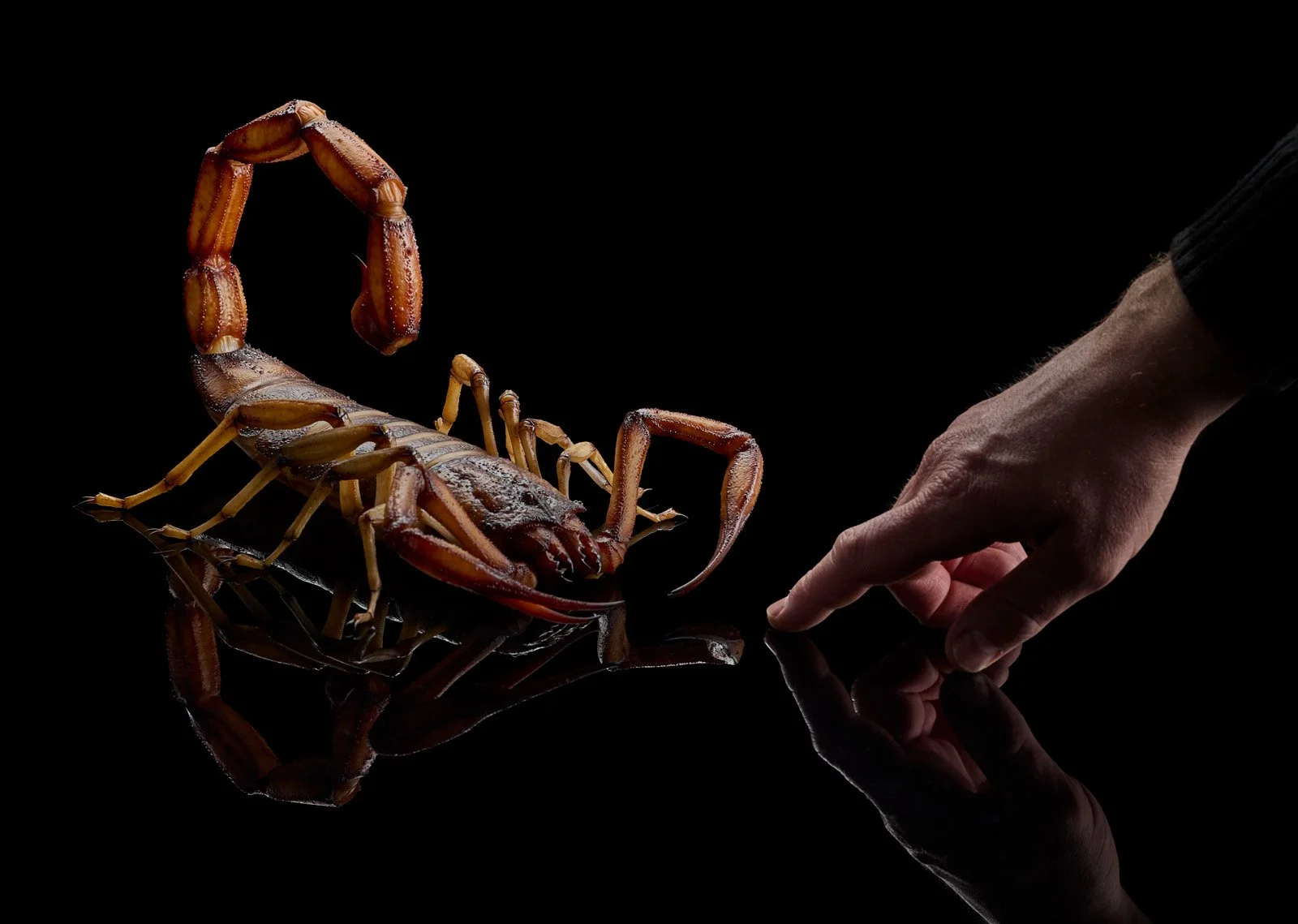 Big Scorpio 3024.jpg