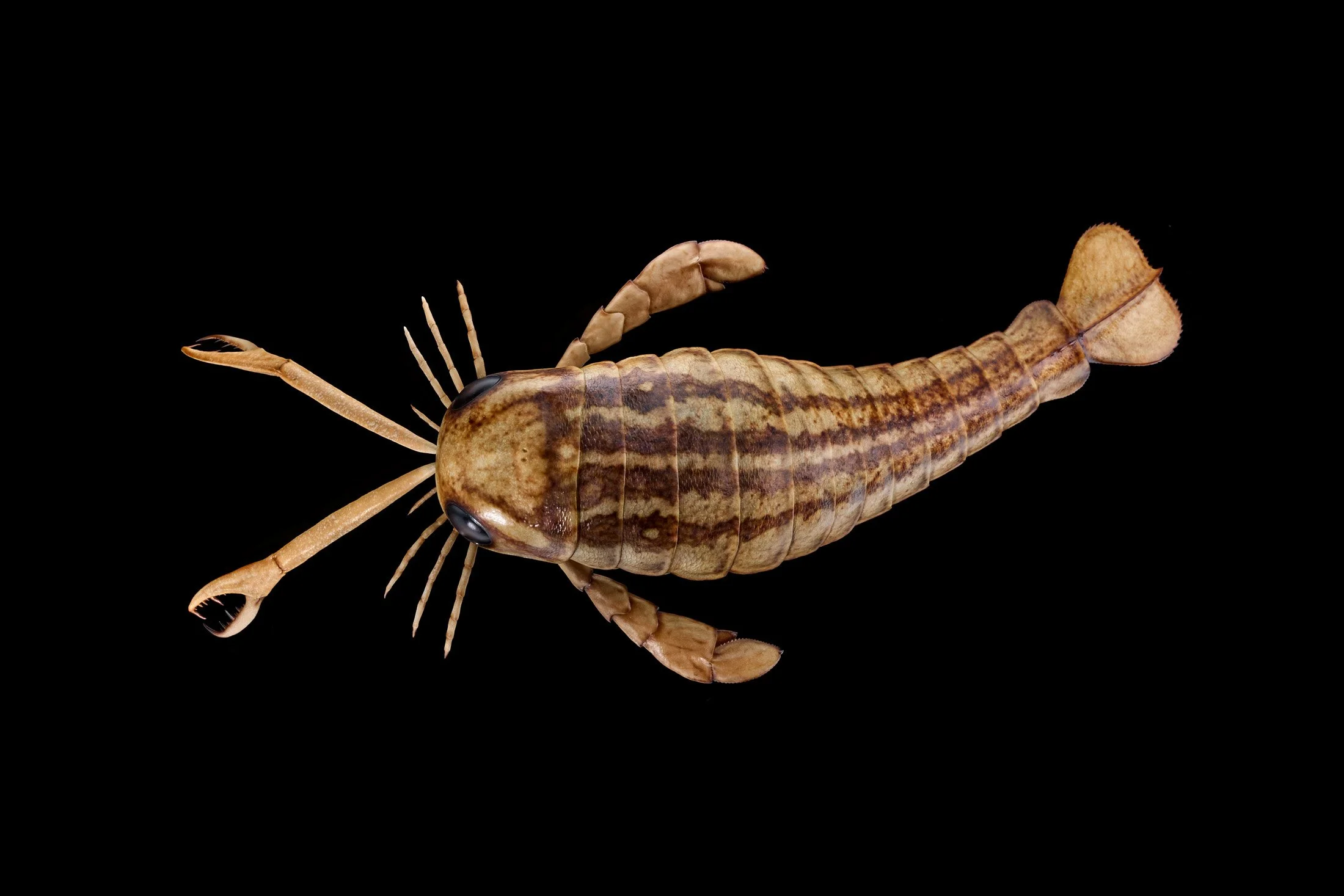 Composite IV Seascorpio 0067 flat.jpg