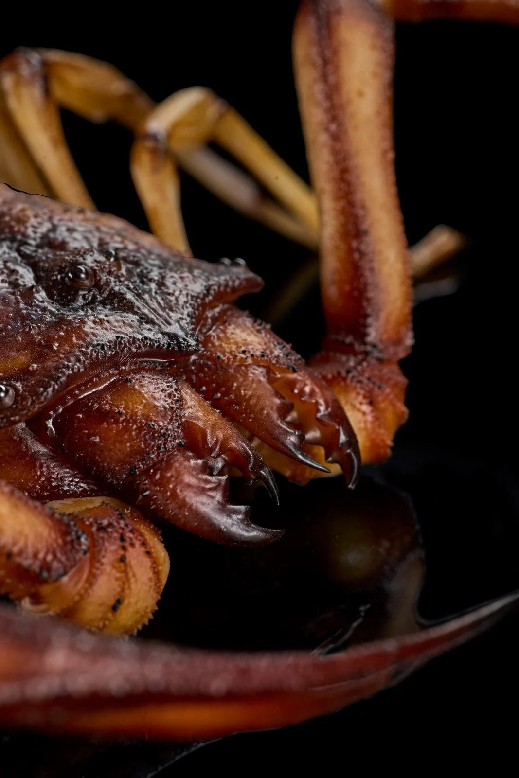 Big Scorpio 3008.jpg