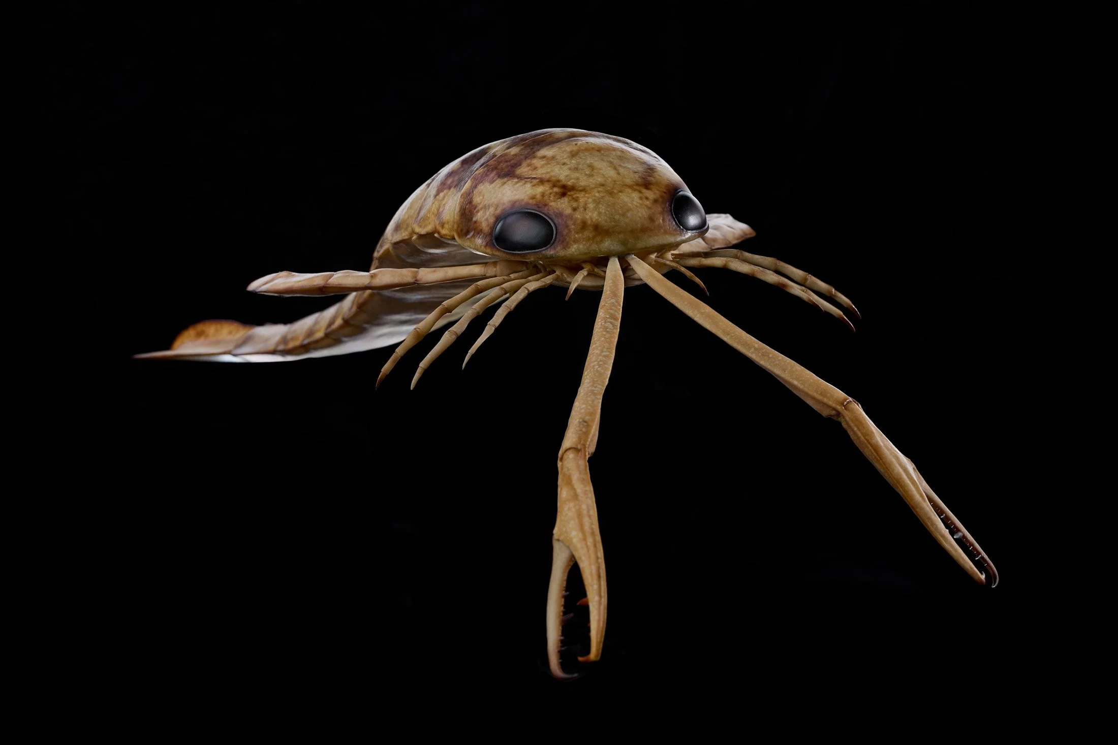 Composite III Seascorpio 0050 flat.jpg