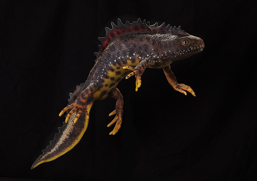 10 tons_scientific_salamander_triturus cristatus_Natural History Museum Bergen Norway_19.jpg