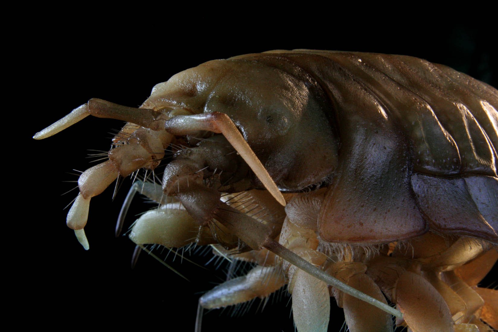 10tons-scientific-Saduria_entomon-1.jpg