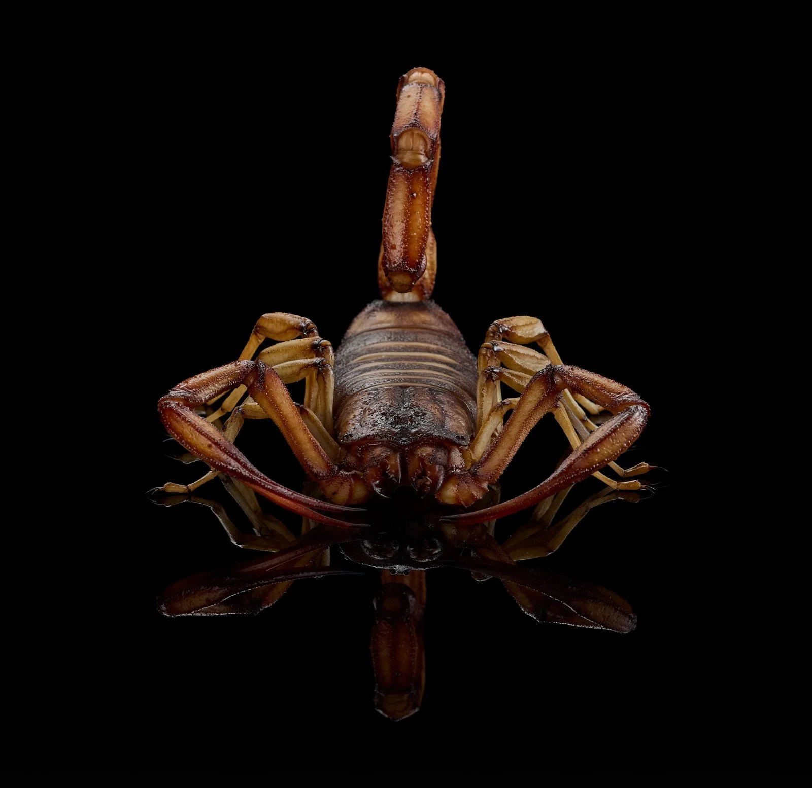 Big Scorpio 2974.jpg