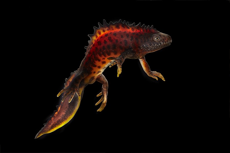 10 tons_scientific_salamander_triturus cristatus_Natural History Museum Bergen Norway_27.jpg