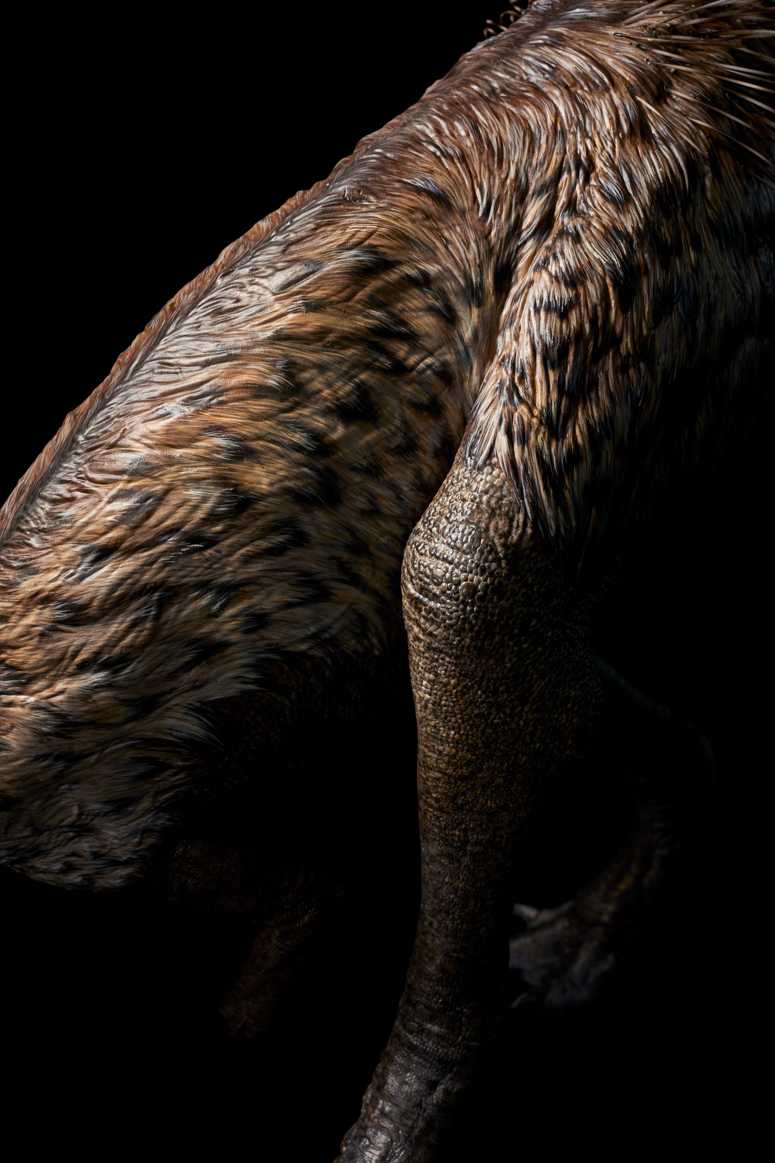 Nanosaurus sp.
