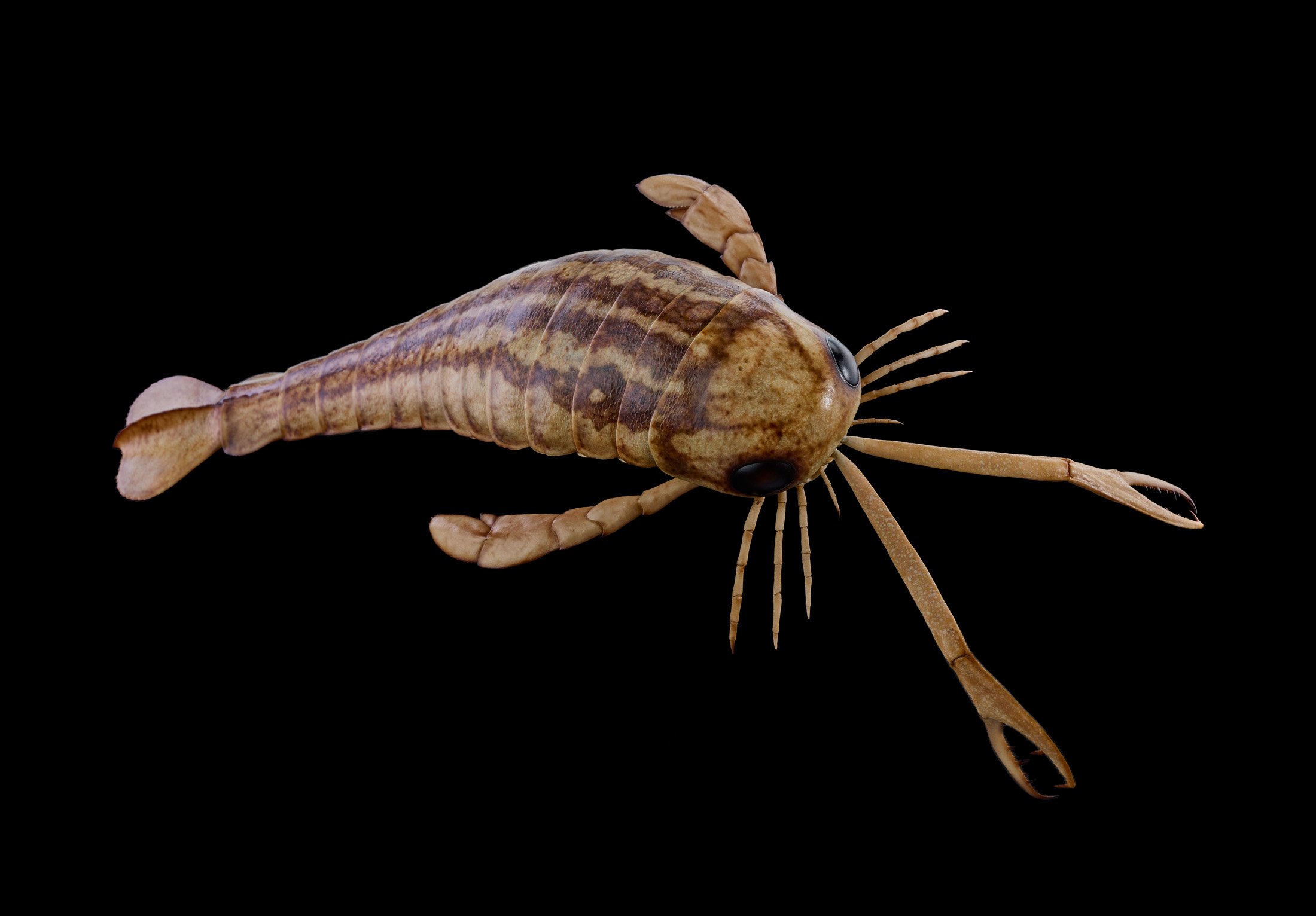 Composite I Seascorpio 0215 flat.jpg