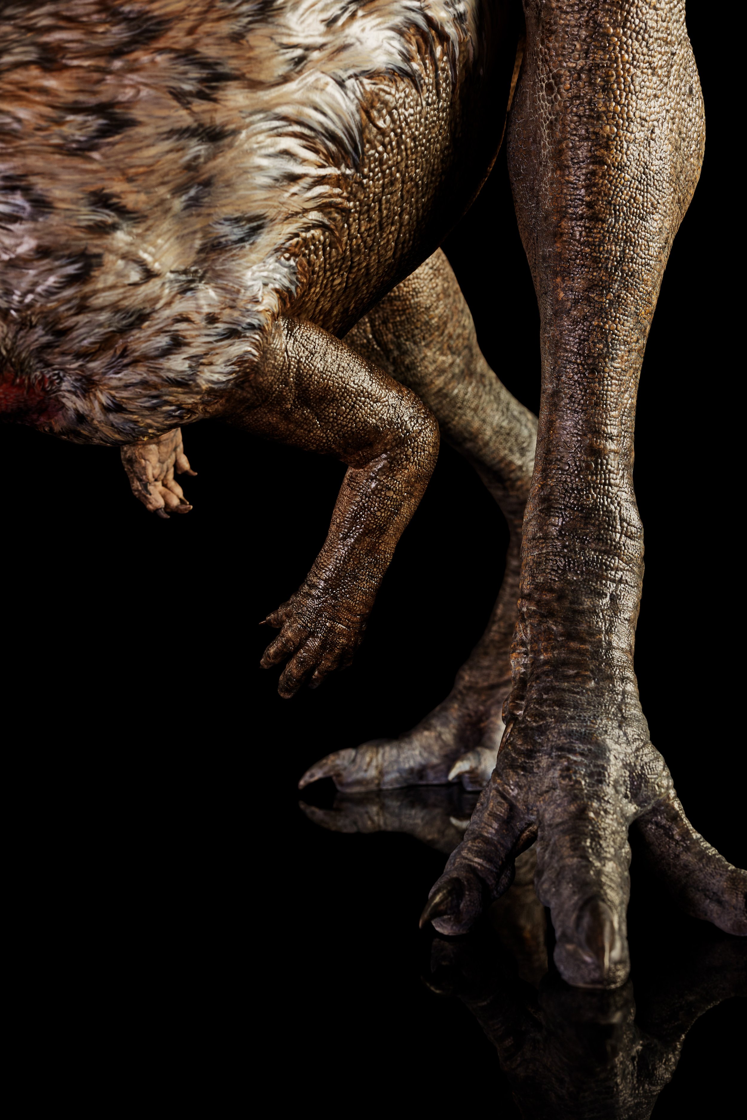 Nanosaurus sp.
