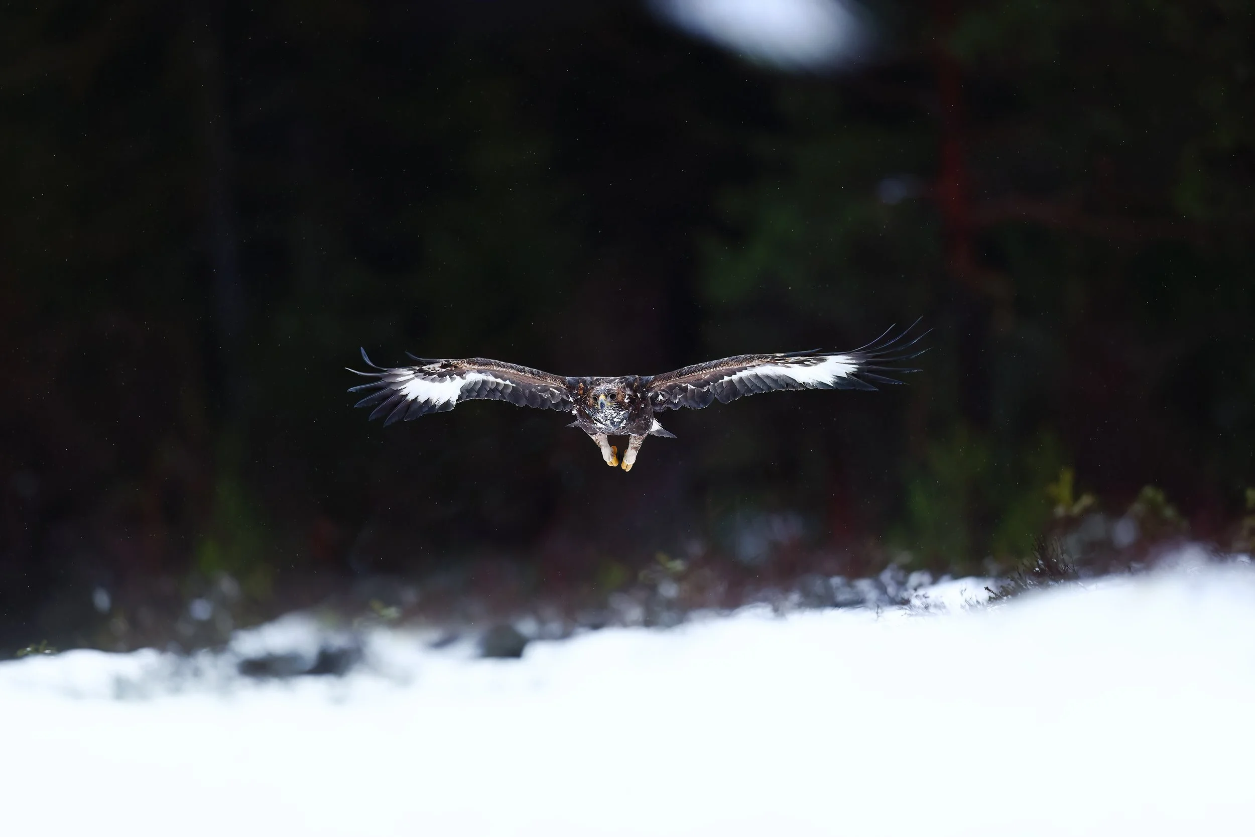 Golden eagle in flight
