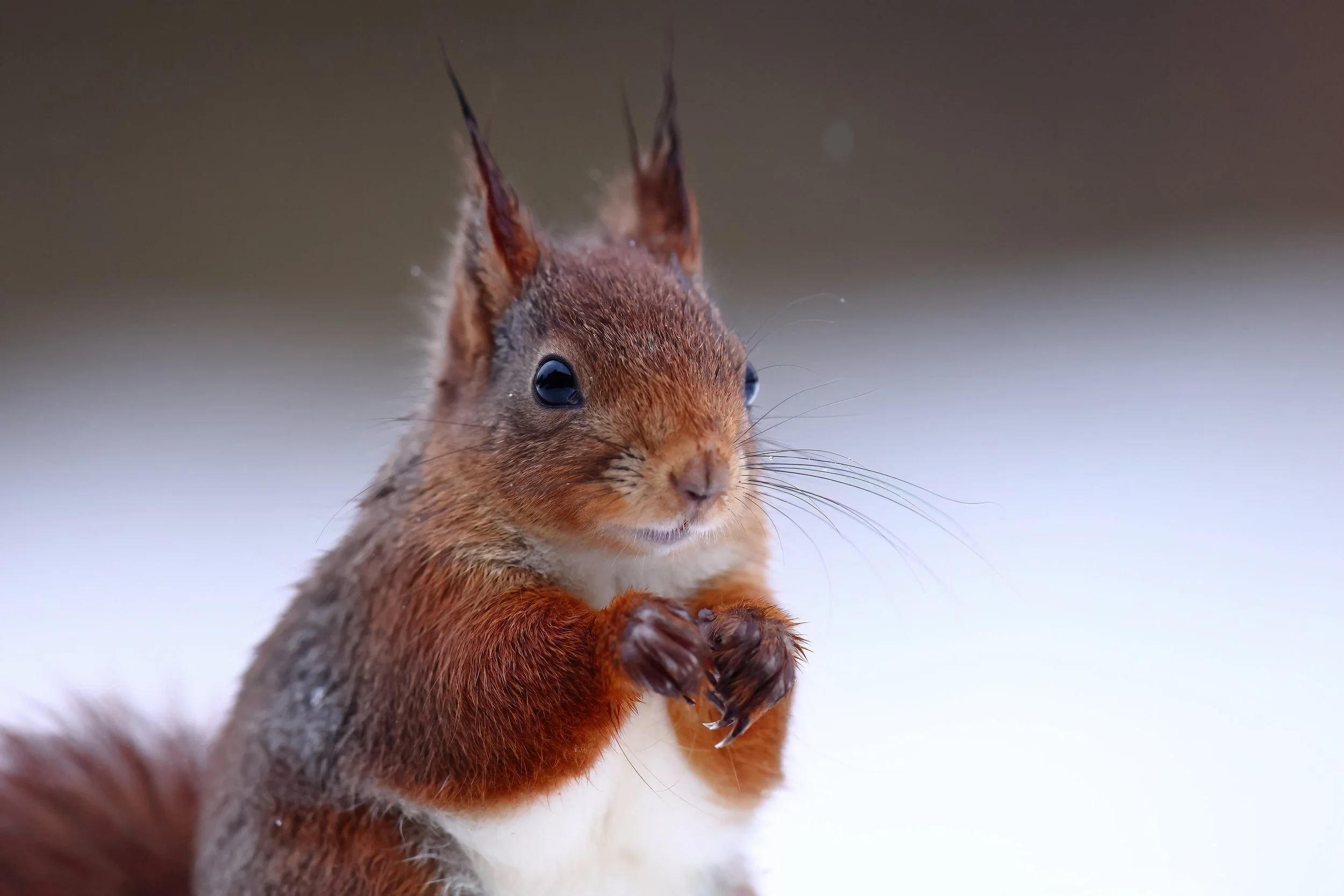 Red Squirrel