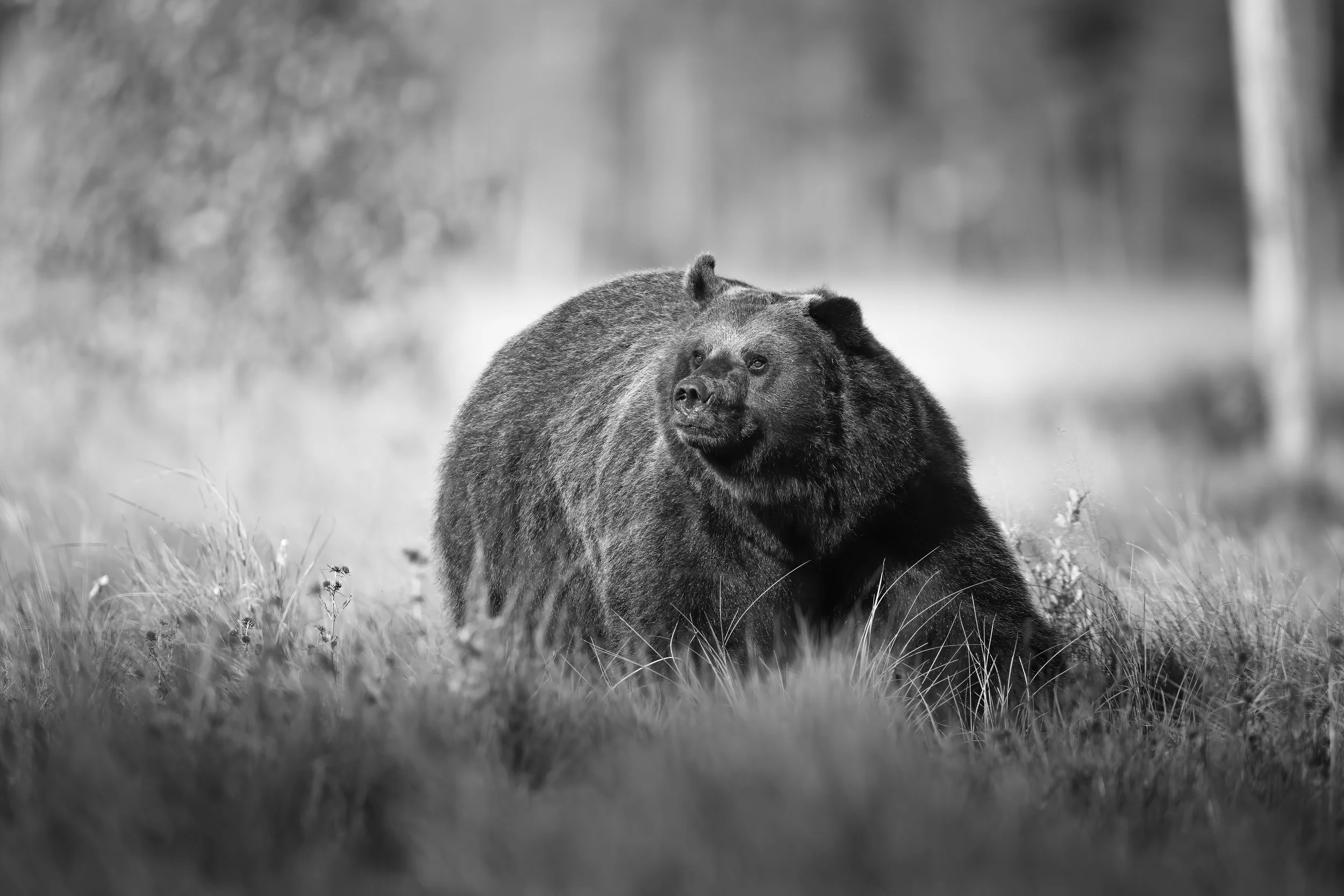 Brownbear B&W